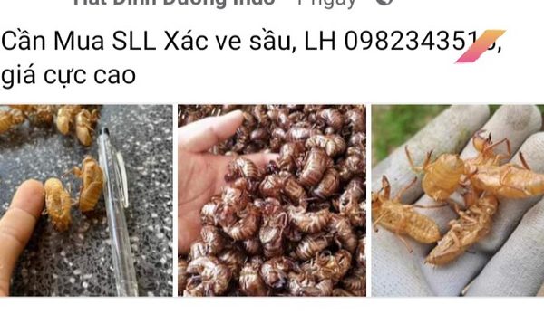 Thực hư thông tin mua xác ve sầu giá tiền triệu ở Đắk Lắk- Ảnh 2.