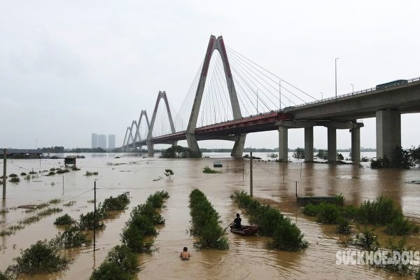 Hà Nội: Làng trồng đào có nguy cơ mất trắng do ảnh hưởng của lũ lụt- Ảnh 1.